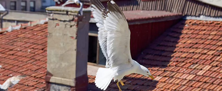 Residential Chimney Animal Removal Solution in Richmond, CA